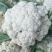 河南通许精品松花菜青梗白面散花乳白色，供应各大批发市