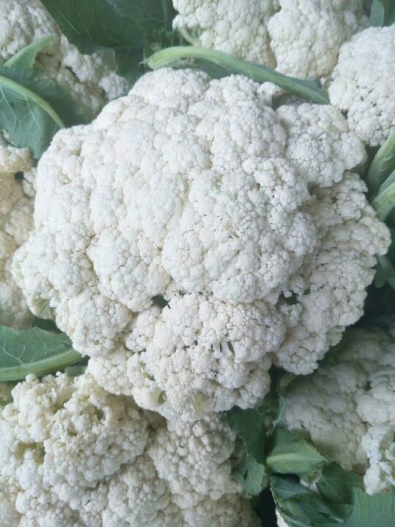 河南通许精品松花菜青梗白面散花乳白色，供应各大批发市