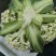 河南通许精品松花菜青梗白面散花乳白色，供应各大批发市
