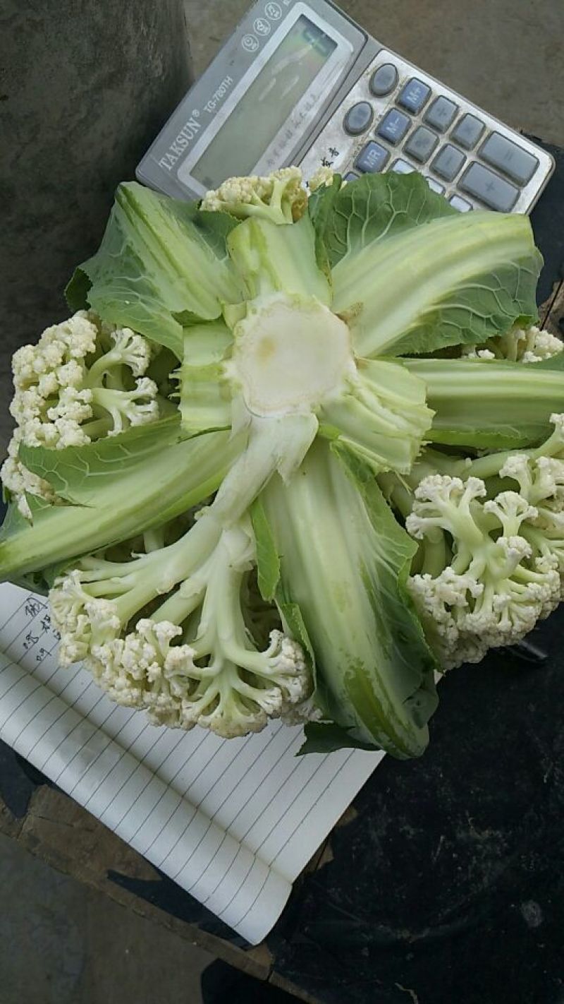 河南通许精品松花菜青梗白面散花乳白色，供应各大批发市