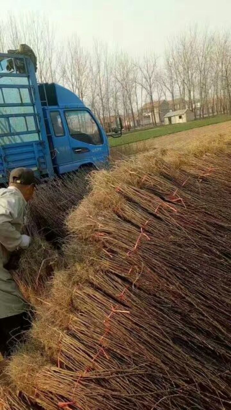 花椒苗大红袍花椒苗、无刺花椒狮子头提供技术指导，保品种