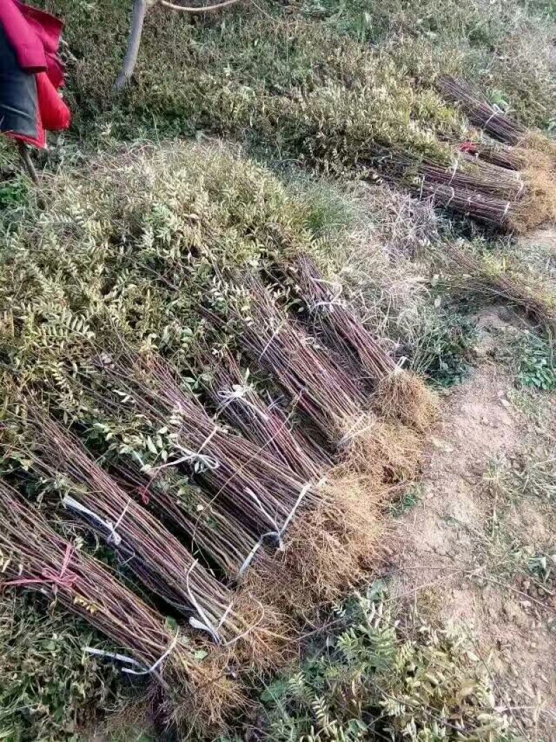 花椒苗大红袍花椒苗、无刺花椒狮子头提供技术指导，保品种