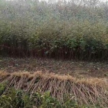 花椒苗大红袍花椒苗、无刺花椒狮子头提供技术指导，保品种