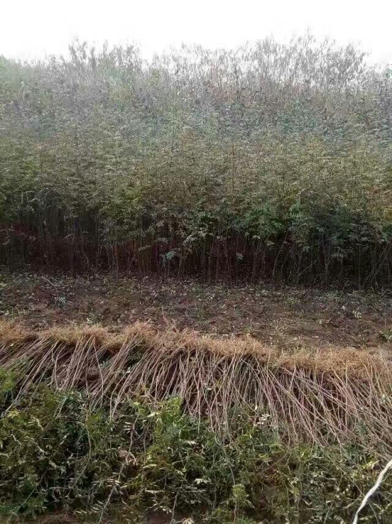 花椒苗大红袍花椒苗、无刺花椒狮子头提供技术指导，保品种