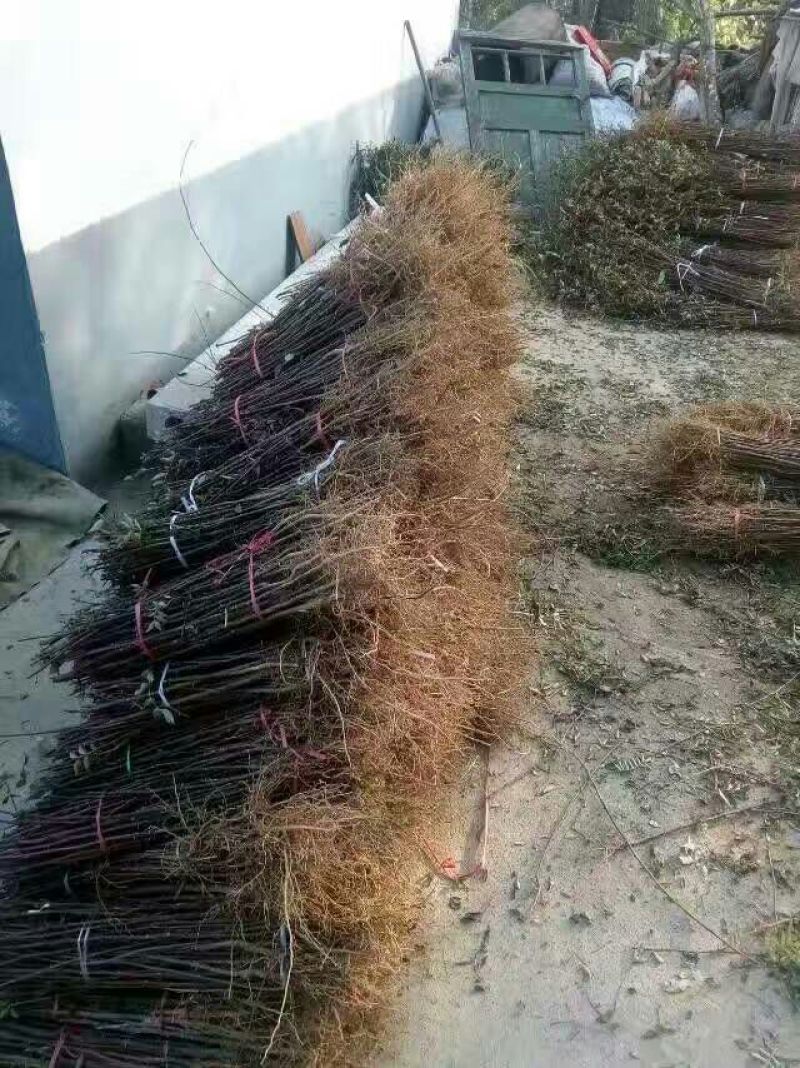 花椒苗大红袍花椒苗、无刺花椒狮子头提供技术指导，保品种
