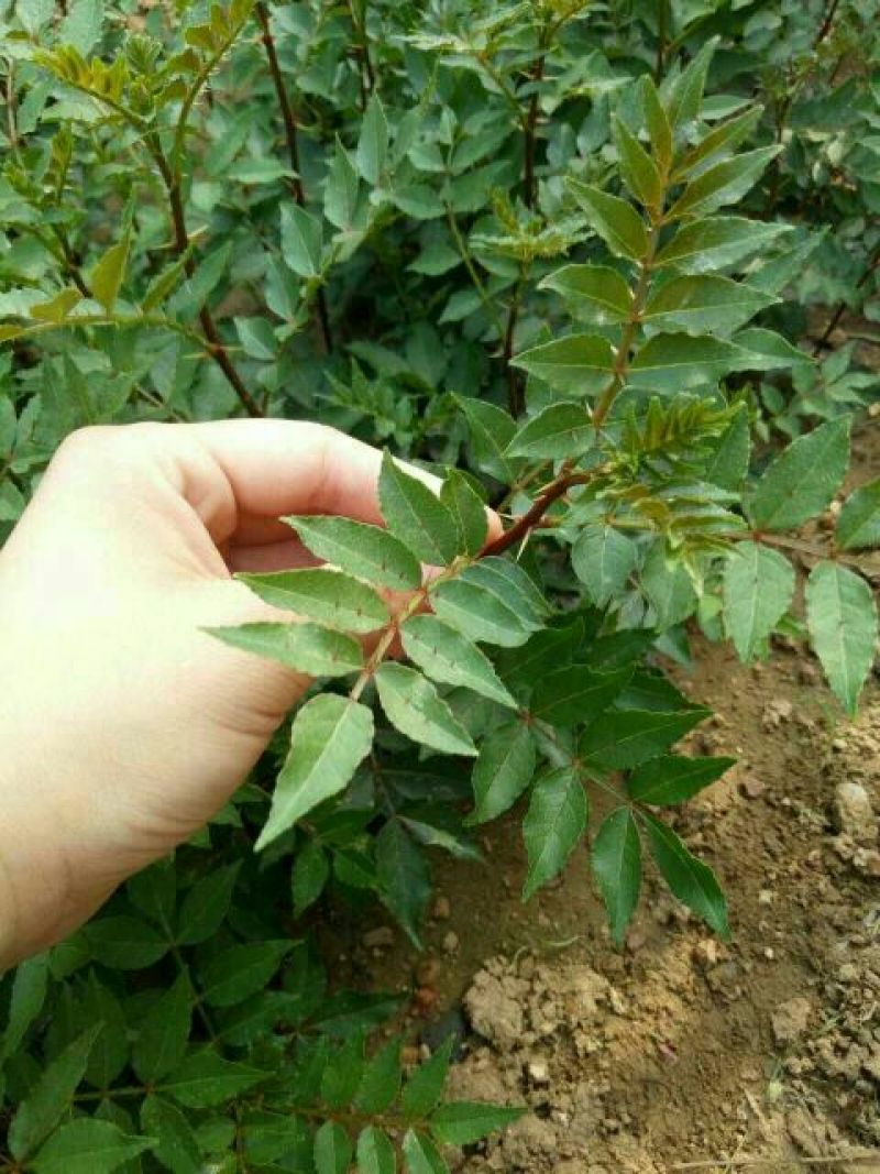 大红袍花椒苗九叶青、狮子头、无刺花椒苗，提供技术指导