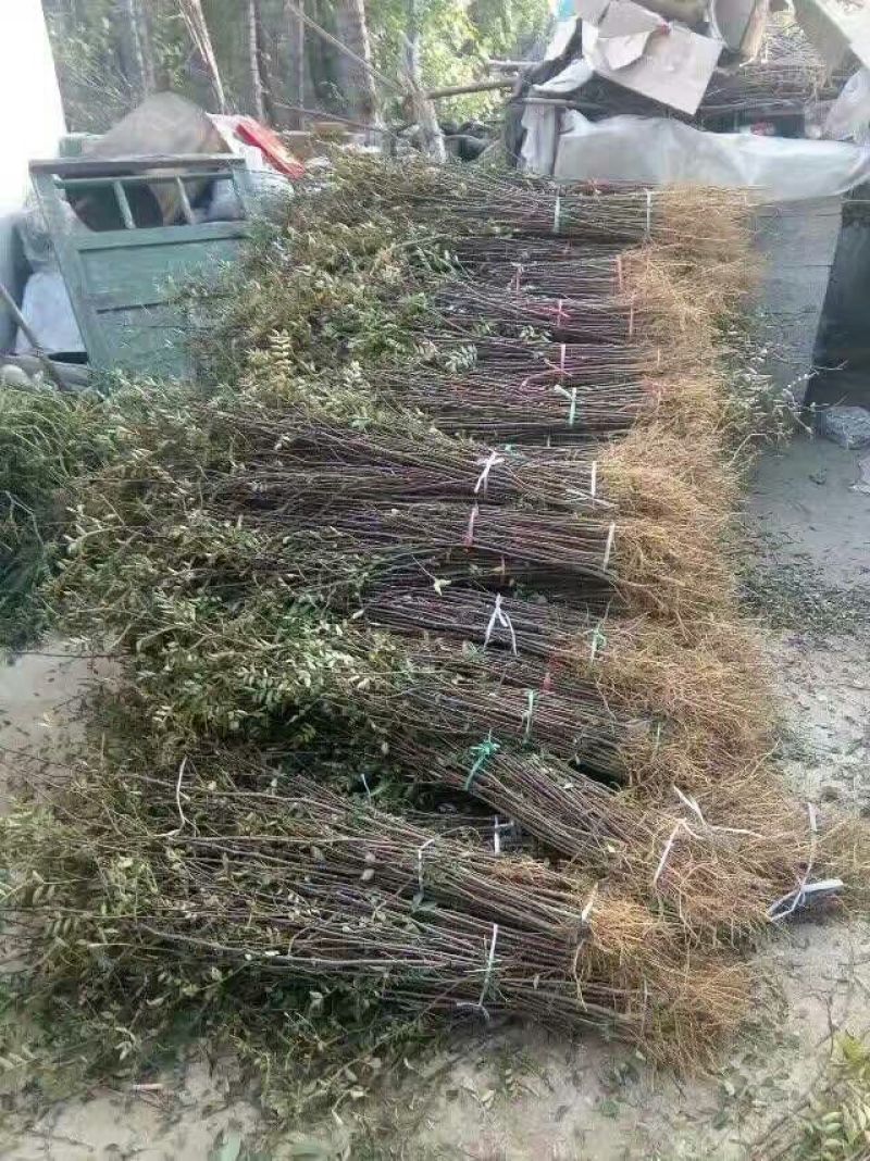 大红袍花椒苗九叶青、狮子头、无刺花椒苗，提供技术指导