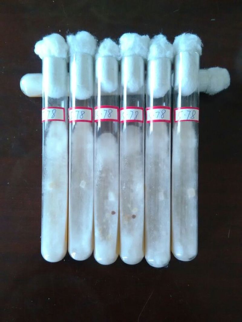茯苓菌种，优质高产玉米大栽培种茯苓公司包回收