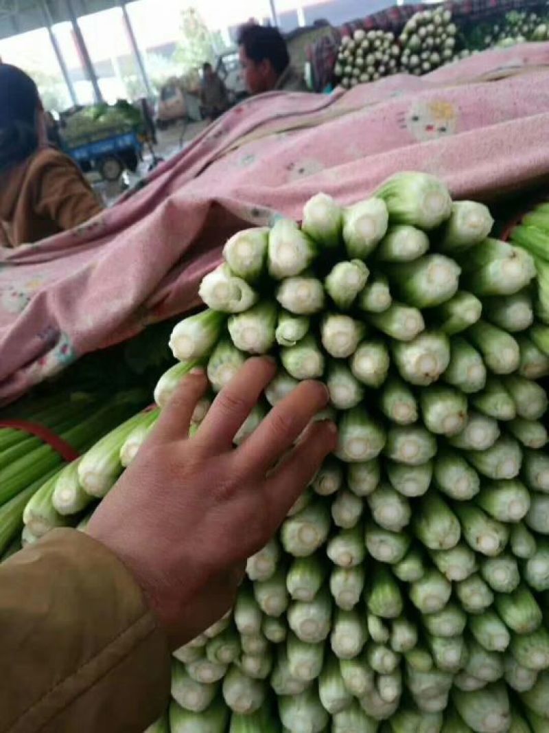 【芹菜】邯郸永年精品芹菜产地直销规格齐全欢迎选购