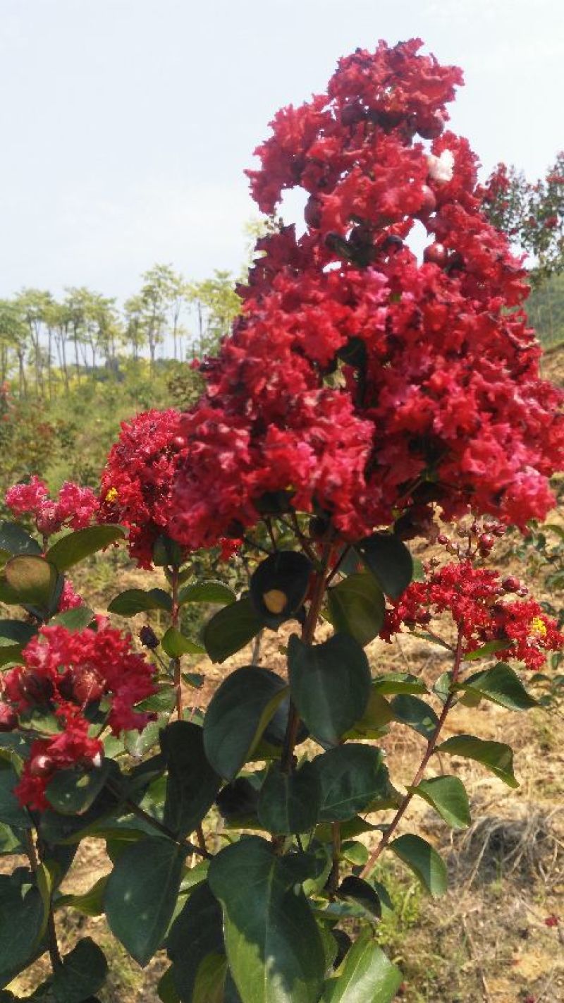 毛杜鹃，红叶石楠，麦冬草，红花石蒜0.5米以下