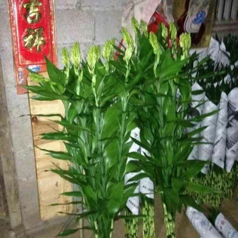富贵竹4~6cm