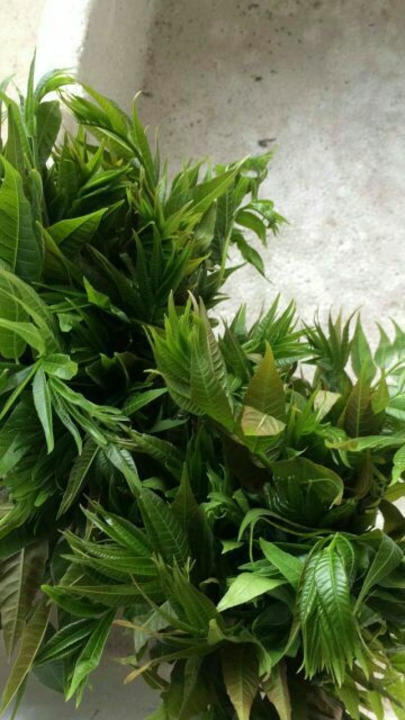 香椿芽大棚反季节红油6号香椿芽露天香椿口感好20cm