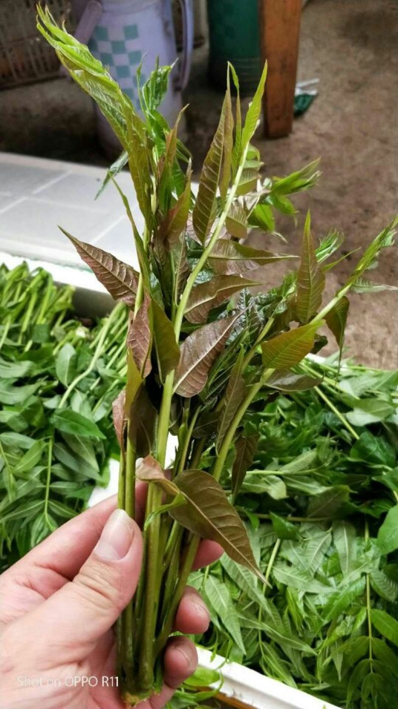 香椿芽大棚反季节红油6号香椿芽露天香椿口感好20cm