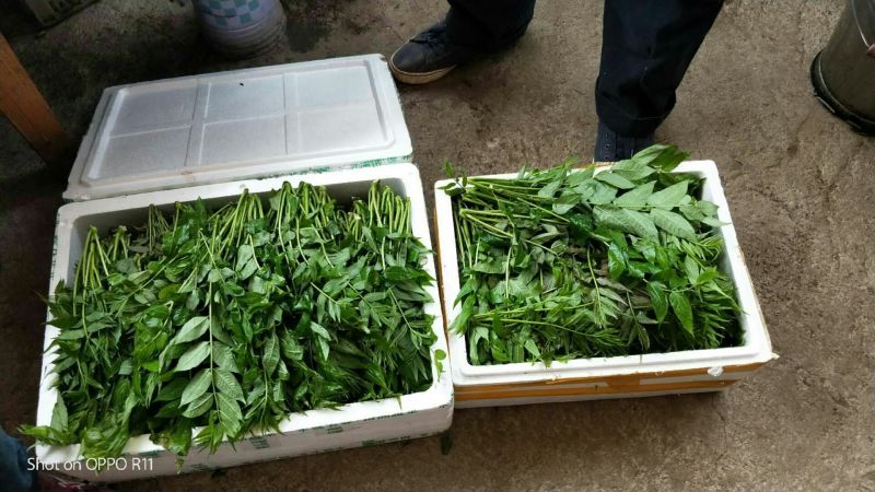 香椿芽大棚反季节红油6号香椿芽露天香椿口感好20cm
