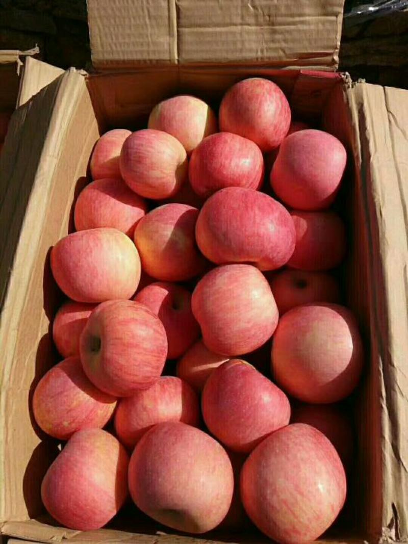 山东红富士苹果大量出货货源充足质量保证按质量论价