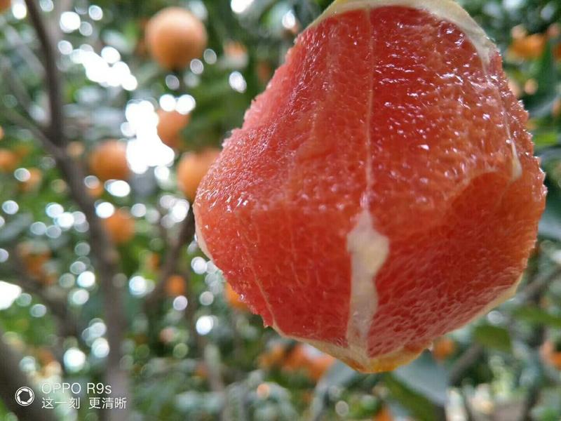 红橙血橙自产自供价格优惠保质保量