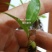 白芨种苗10cm以下