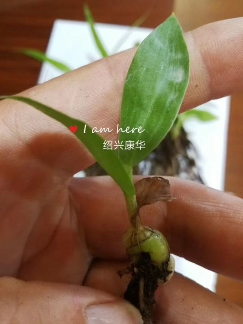 白芨种苗10cm以下