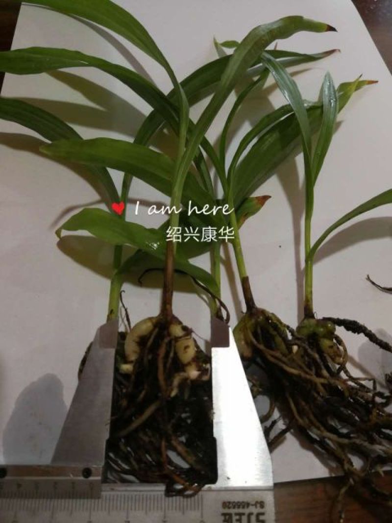 白芨种苗10cm以下