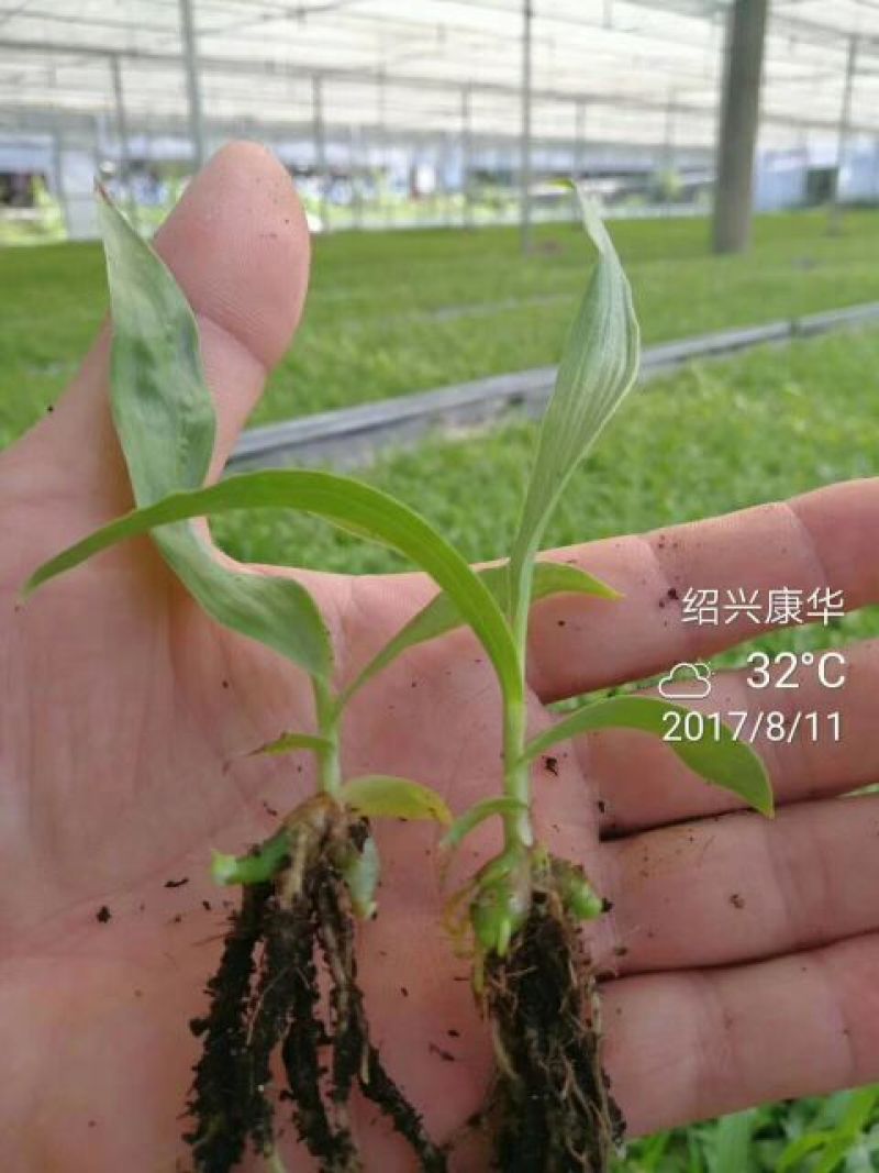 白芨种苗10cm以下