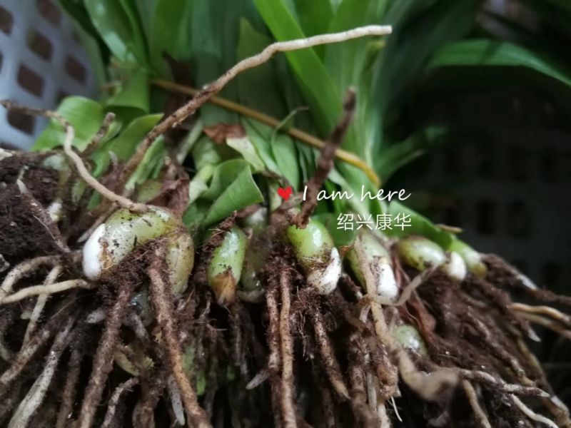 白芨种苗10cm以下