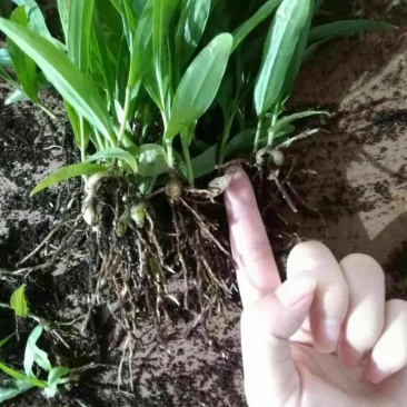 白芨种苗10cm以下