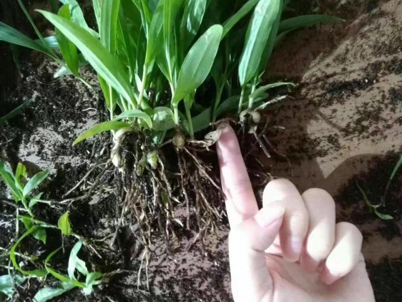 白芨种苗10cm以下