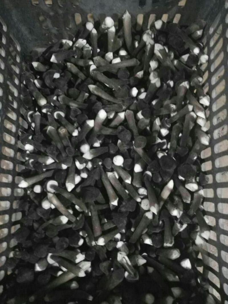 黑皮鸡枞