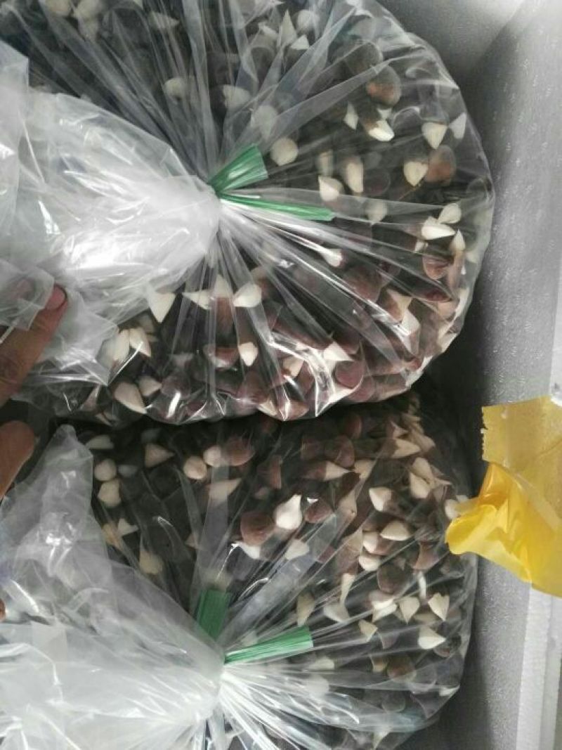 黑皮鸡枞