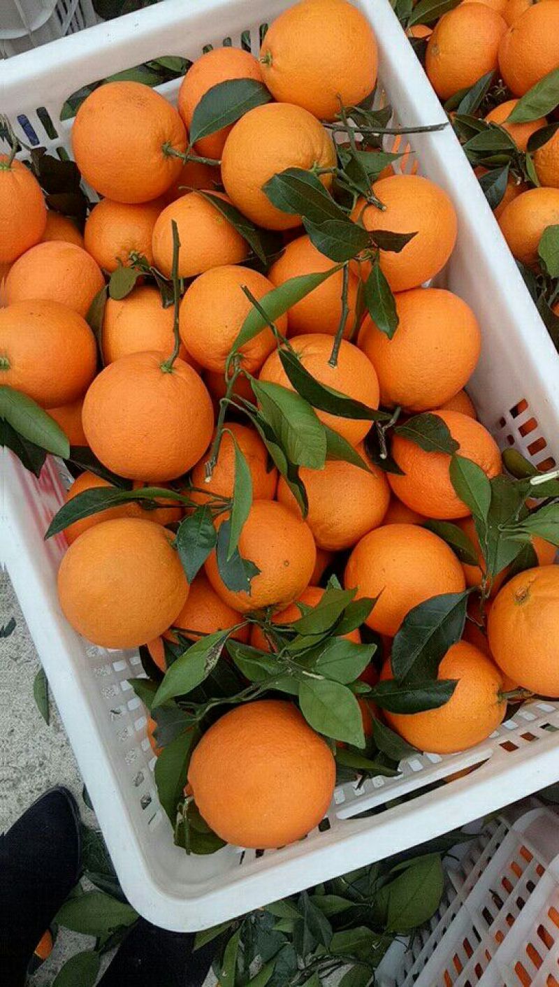 脐橙甜橙纽荷尔脐橙【实地拍摄视屏看货】诚信报价收货大量货