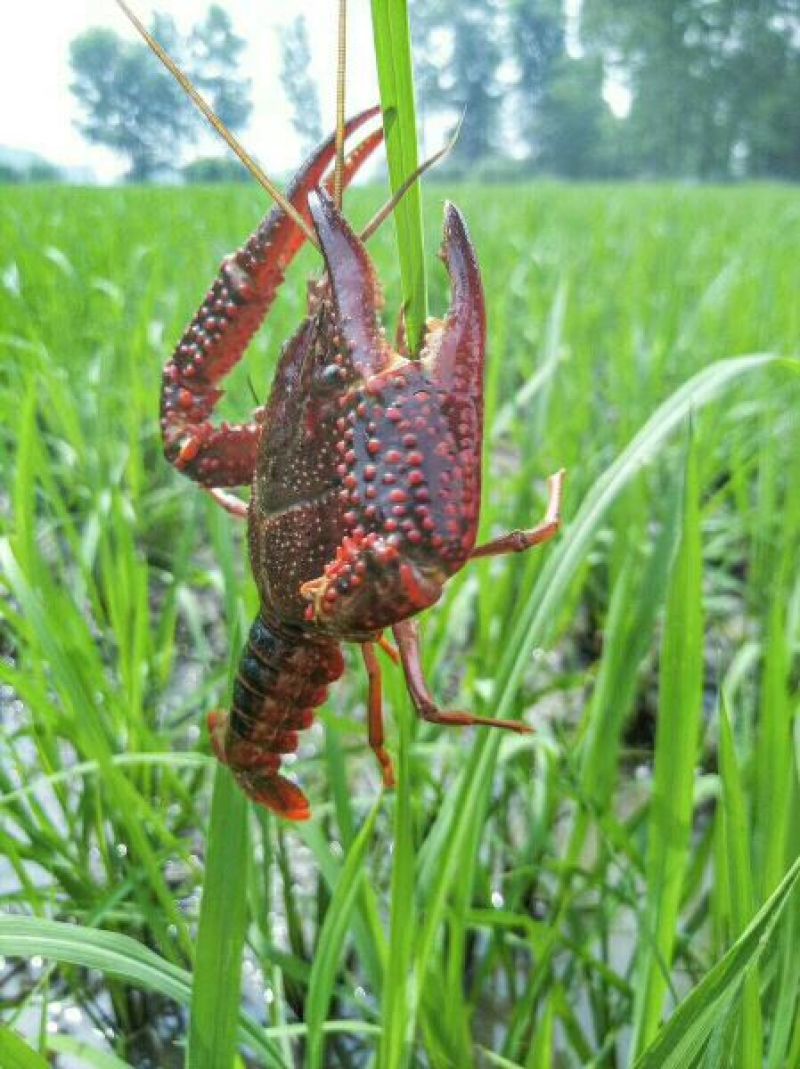 虾尾