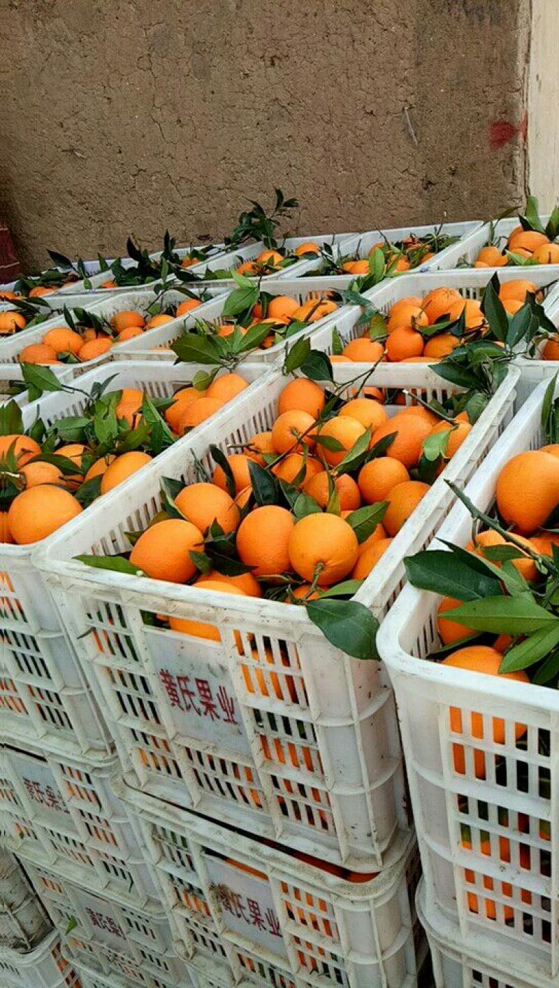 脐橙甜橙纽荷尔脐橙【实地拍摄视屏看货】诚信报价收货大量货