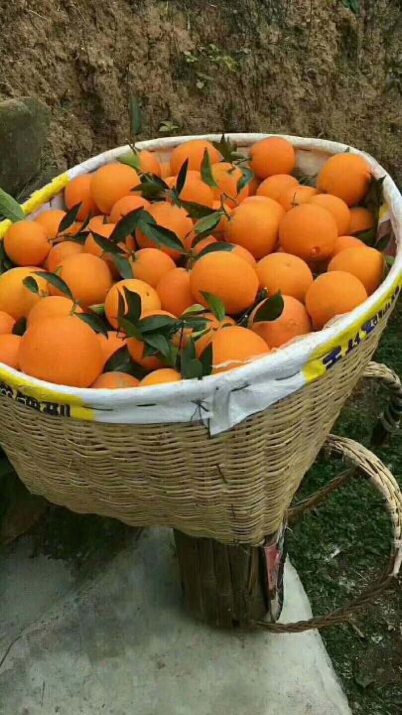 脐橙甜橙纽荷尔脐橙【实地拍摄视屏看货】诚信报价收货大量货