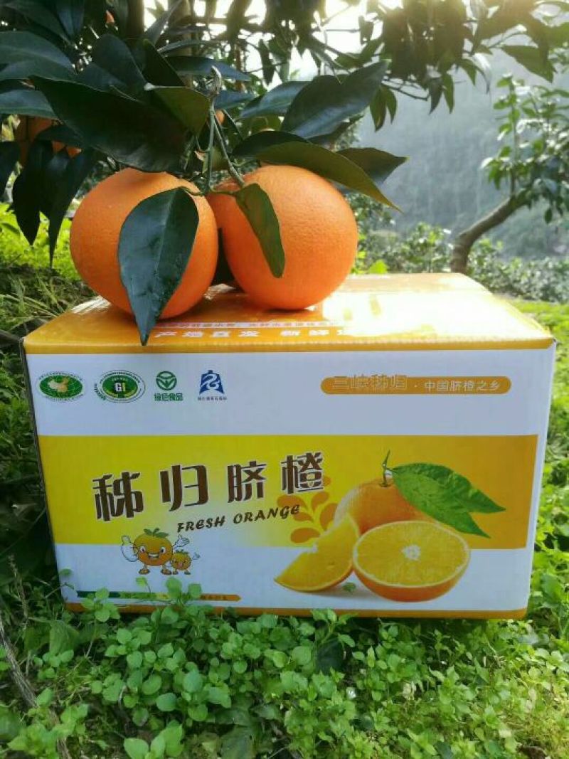 脐橙甜橙纽荷尔脐橙【实地拍摄视屏看货】诚信报价收货大量货