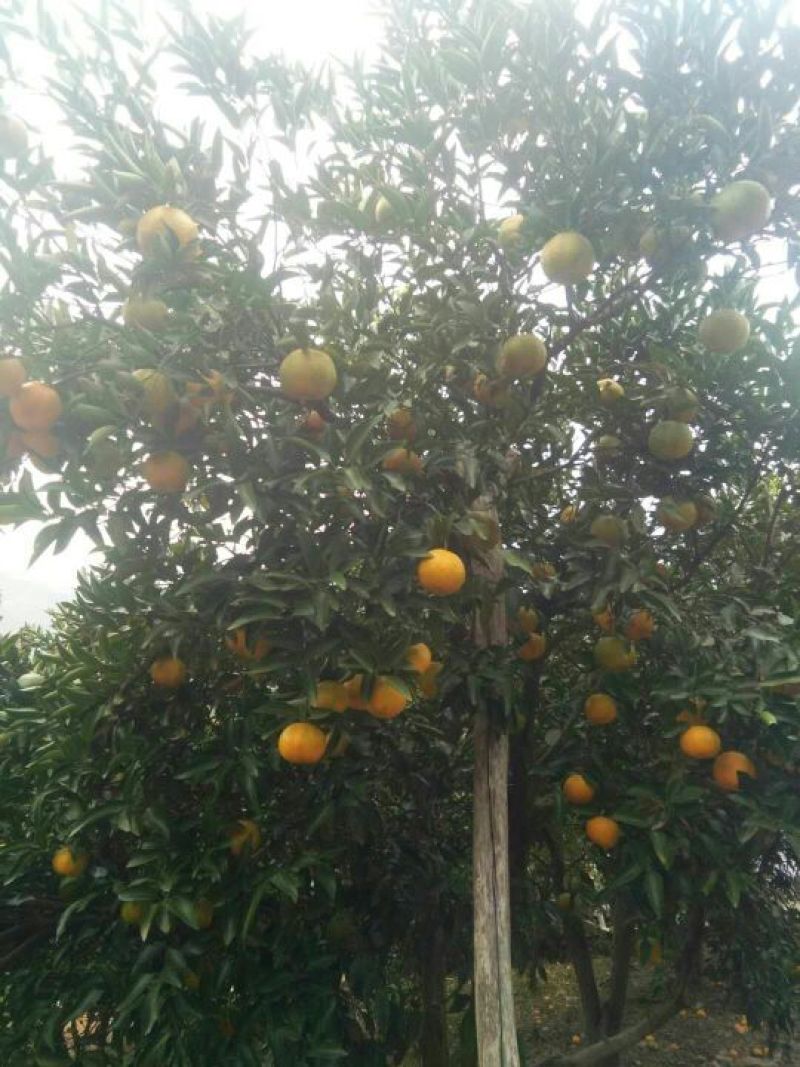 国庆蜜橘椪柑
