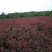 鲁宾斯红叶石楠4~6cm4cm以下1.5~2米