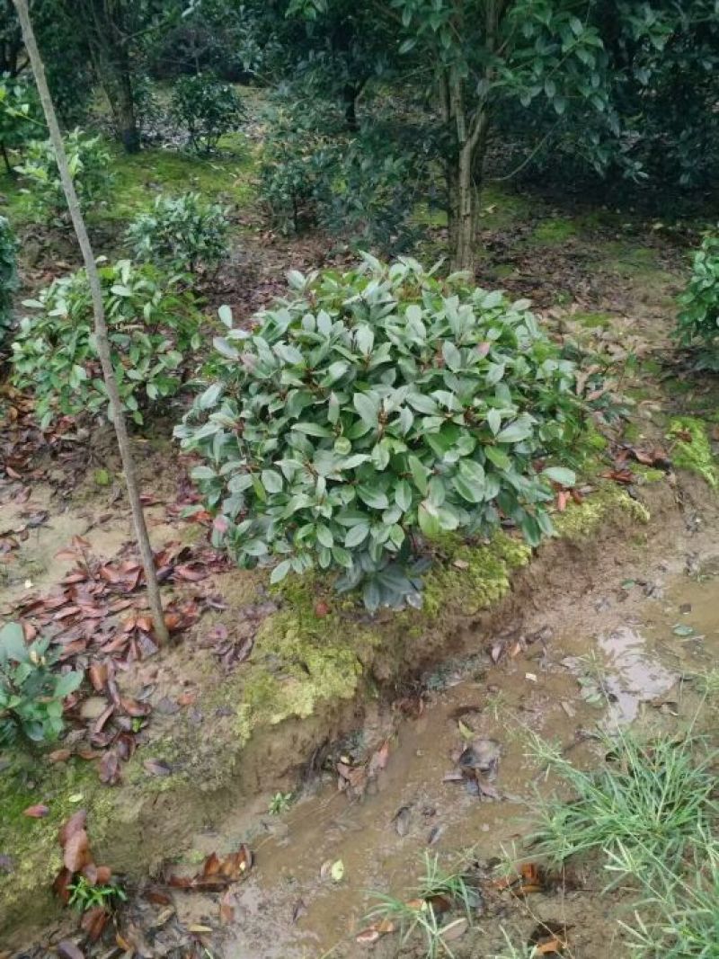 鲁宾斯红叶石楠4~6cm4cm以下1.5~2米