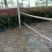 鲁宾斯红叶石楠4~6cm4cm以下1.5~2米