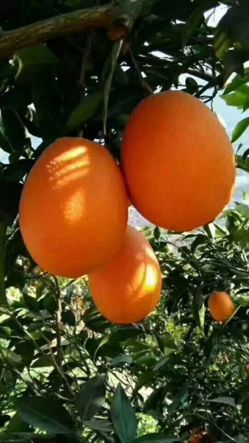 长虹脐橙，个头大皮毛光滑细腻，口感纯甜。