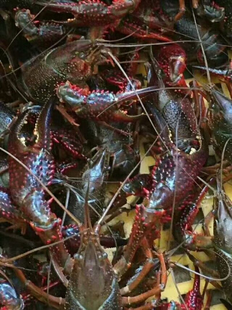 虾尾