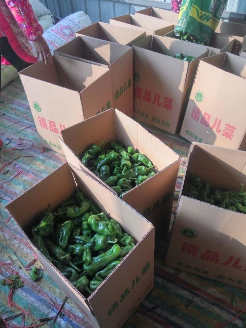 安徽省薄皮辣椒，苏椒，301，螺丝椒，线椒，青色油亮