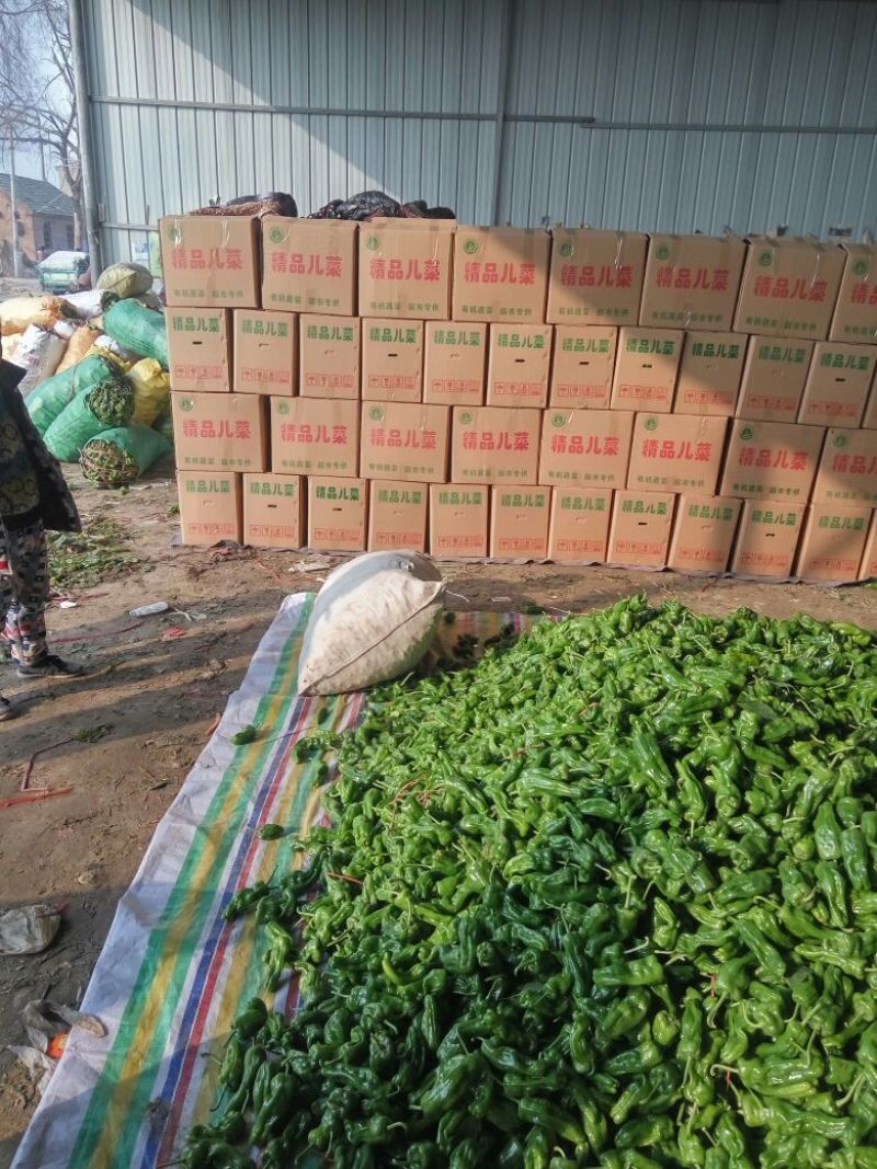 安徽省薄皮辣椒，苏椒，301，螺丝椒，线椒，青色油亮
