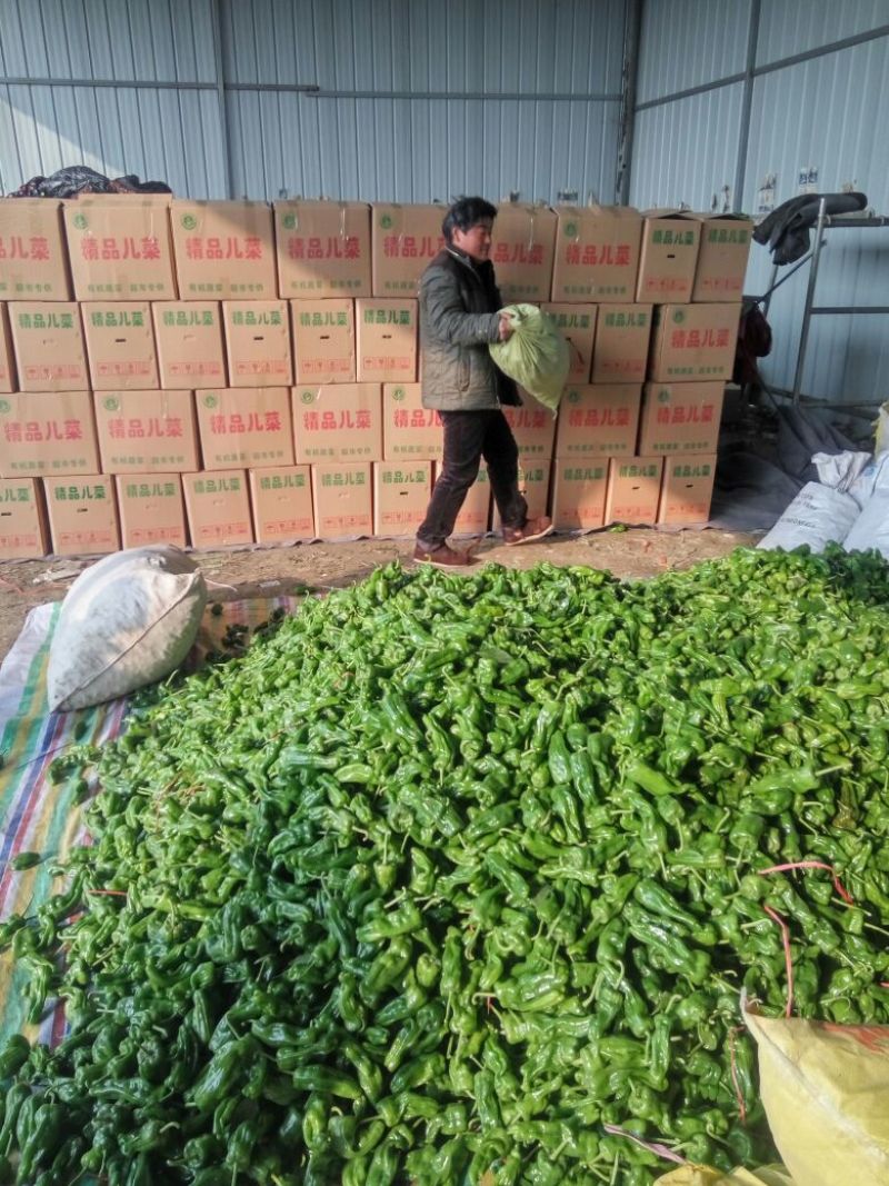 安徽省薄皮辣椒，苏椒，301，螺丝椒，线椒，青色油亮