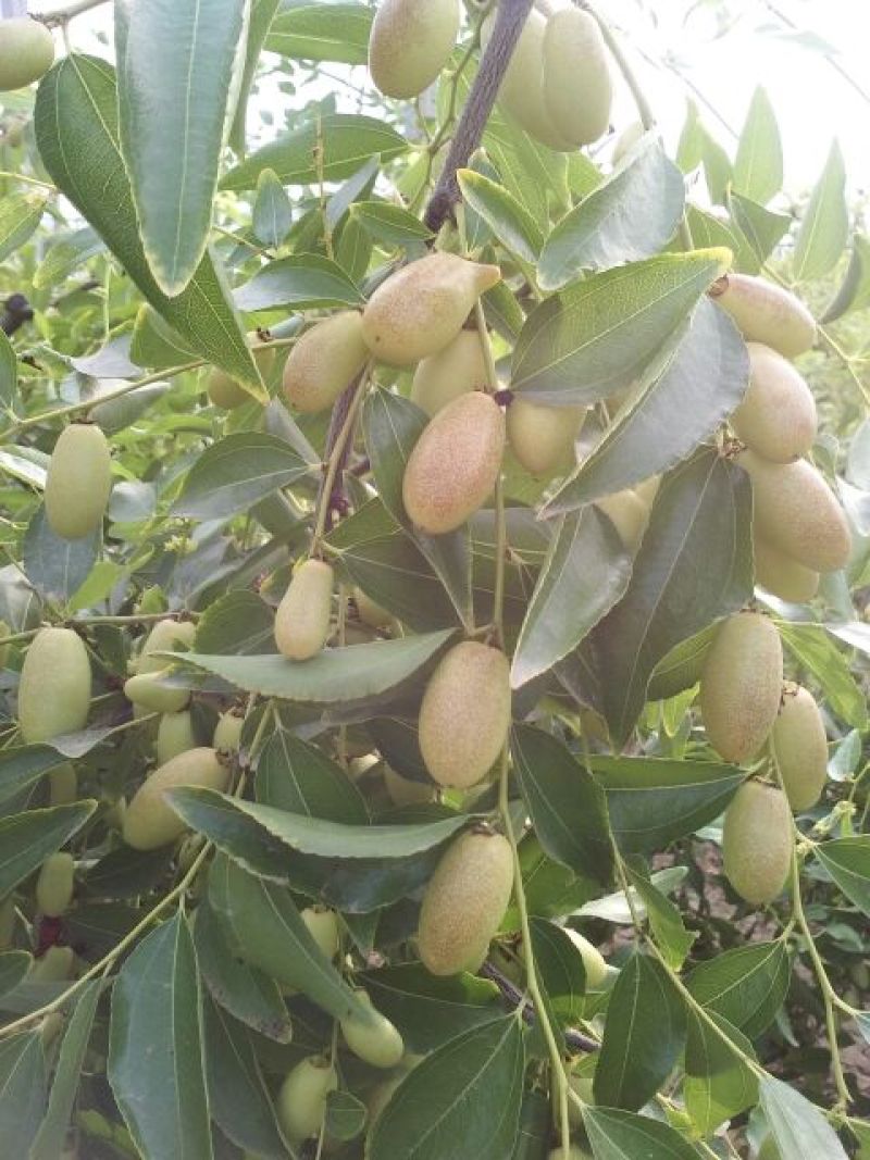 冬枣