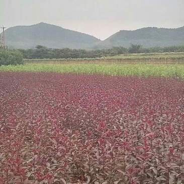 紫叶矮樱50~80cm2cm以下