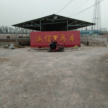 西门塔尔牛200~300斤