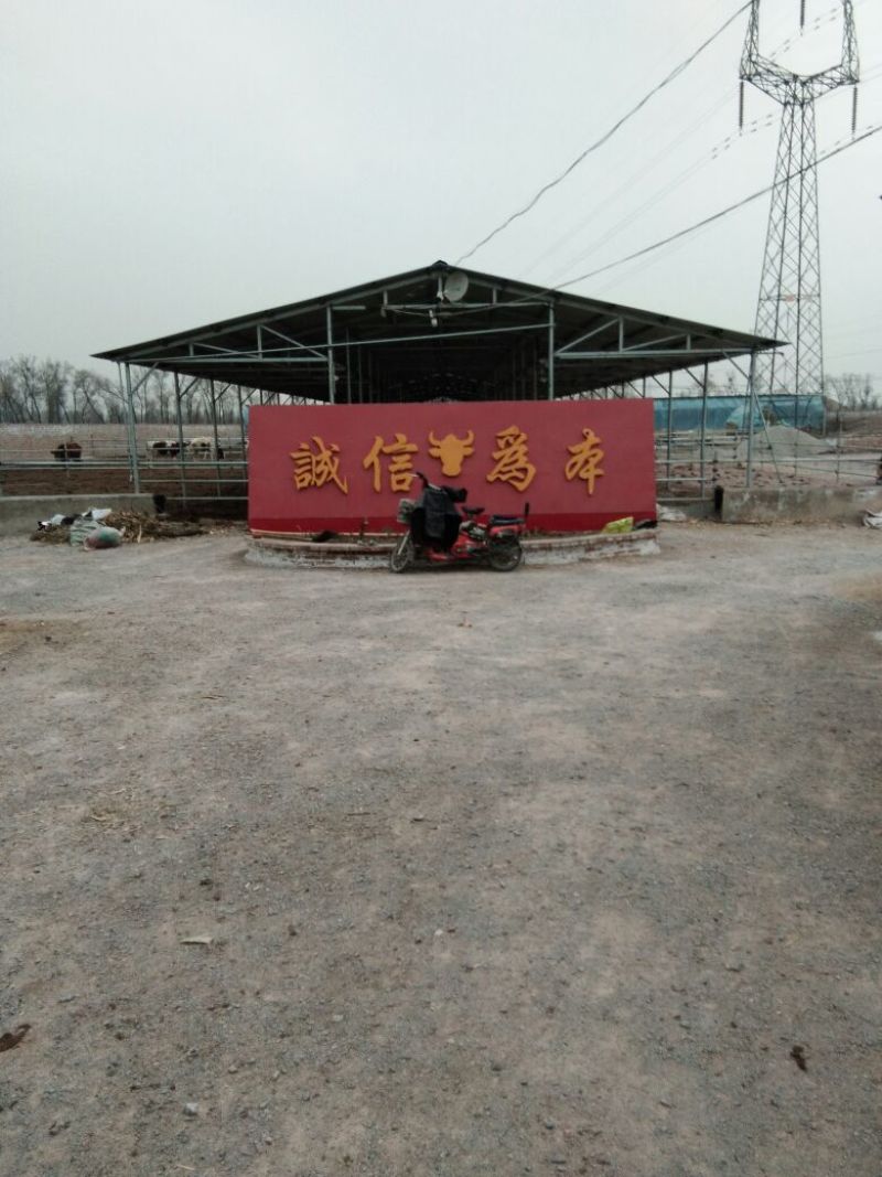 西门塔尔牛200~300斤