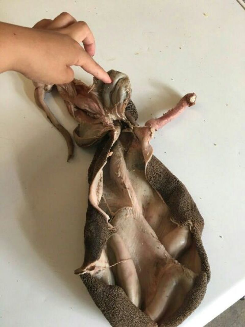羊肚熟羊肚，牛肚，牛百叶