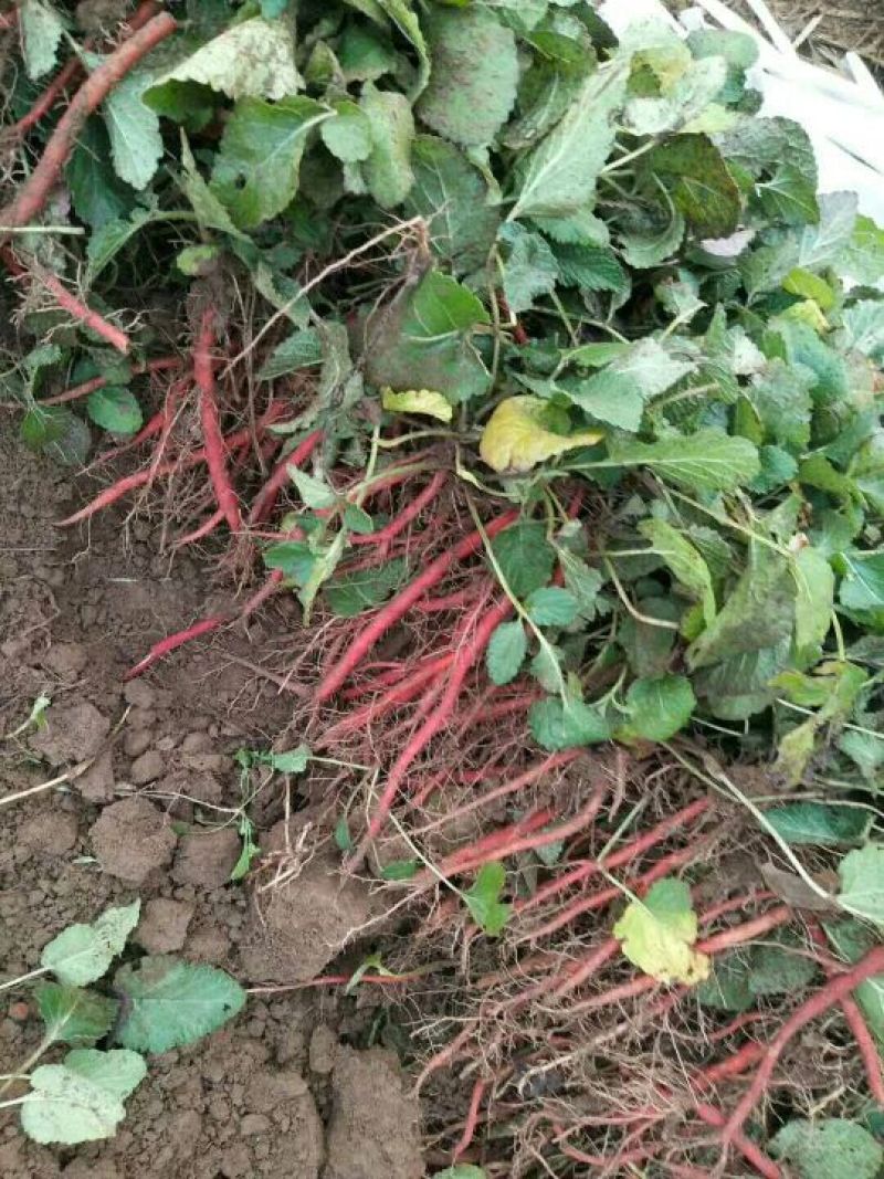 丹参苗