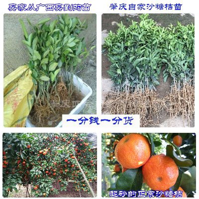 沙糖桔苗50~80cm